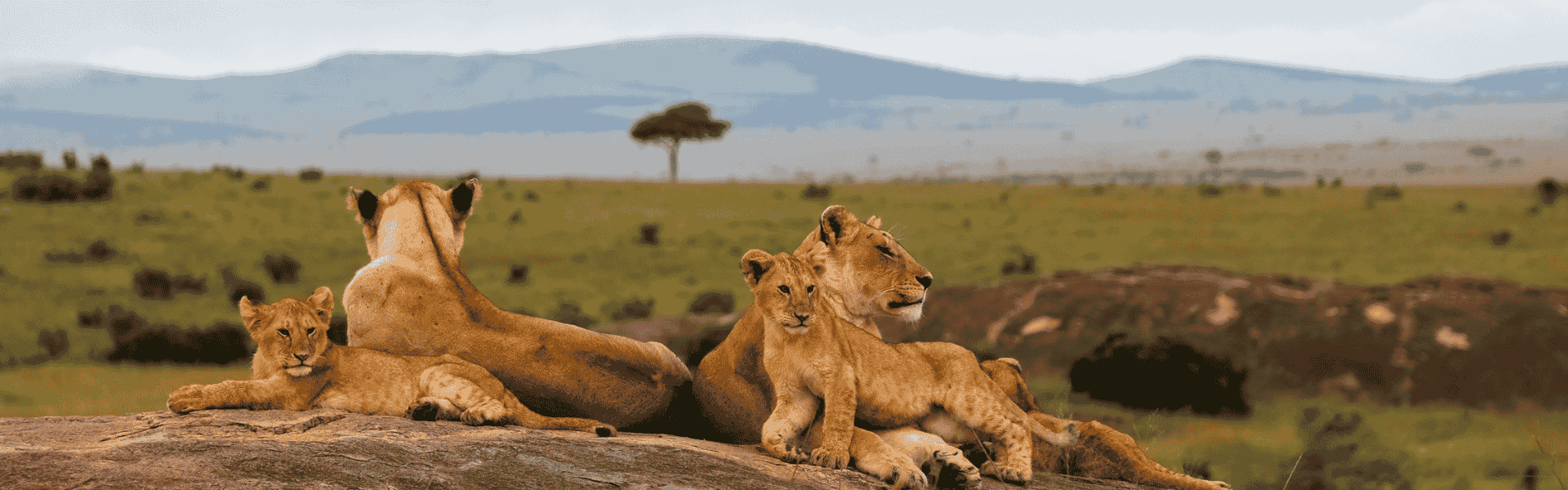 Africa (Sub-Saharan)